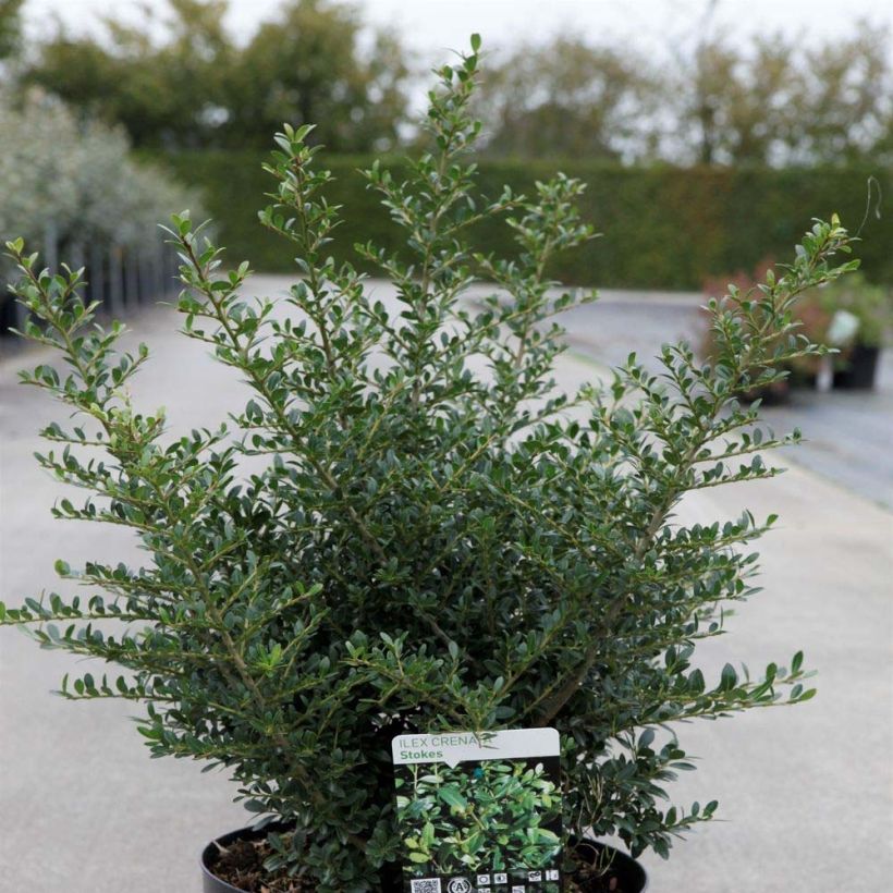 Ilex crenata Stokes - Japanse hulst (Plant habit)