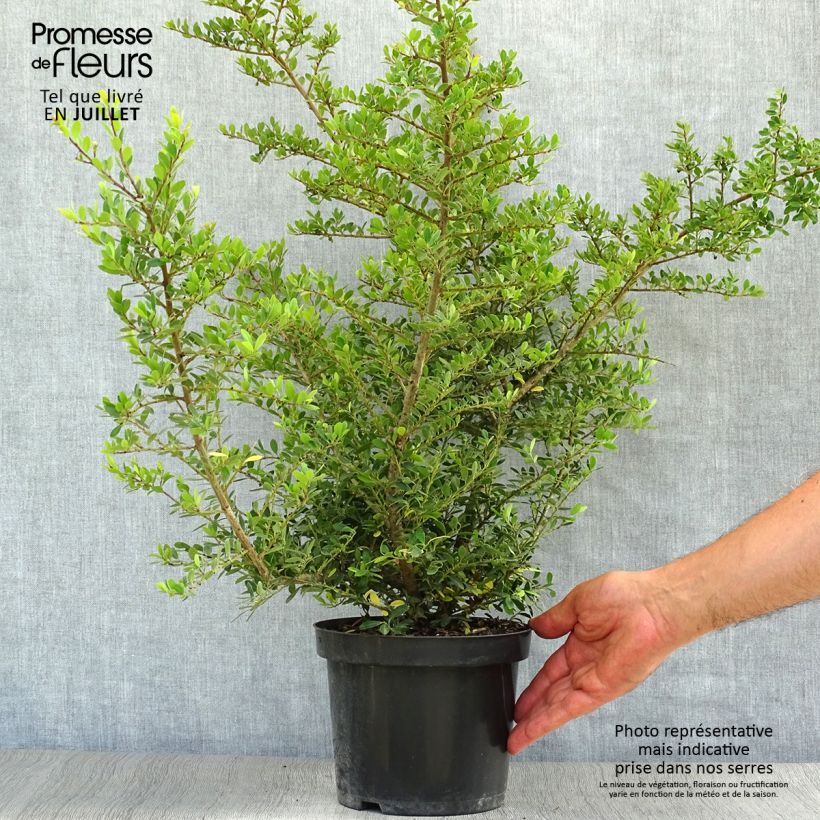 Exemplaar van Ilex crenata Stokes - Japanse hulst Pot van 2 l/3 l zoals geleverd in de zomer