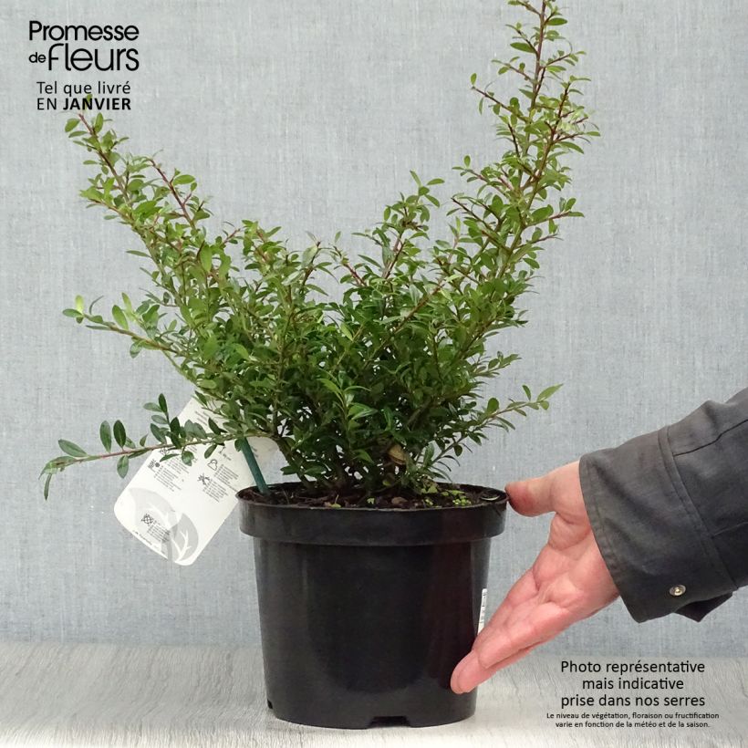 Example of Ilex crenata Stokes - Japanse hulst Pot van 2 l/3 l as you get in hiver