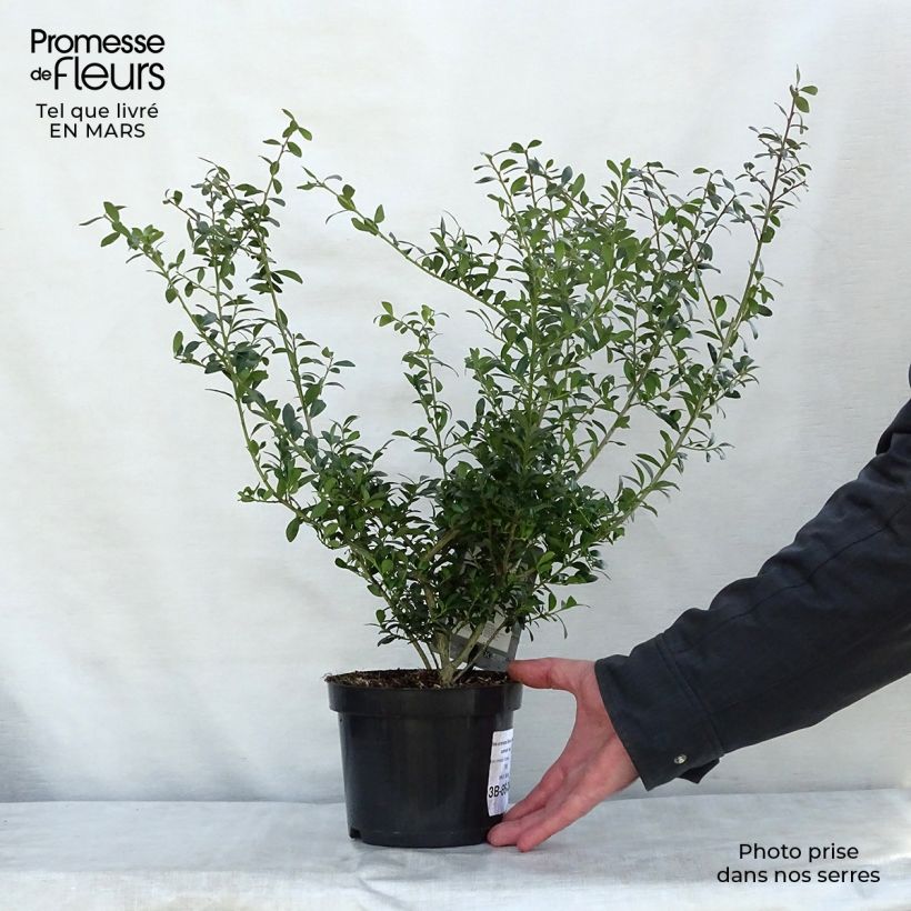 Exemplaar van Ilex crenata Stokes - Japanse hulst Pot van 2 l/3 l zoals geleverd in de lente