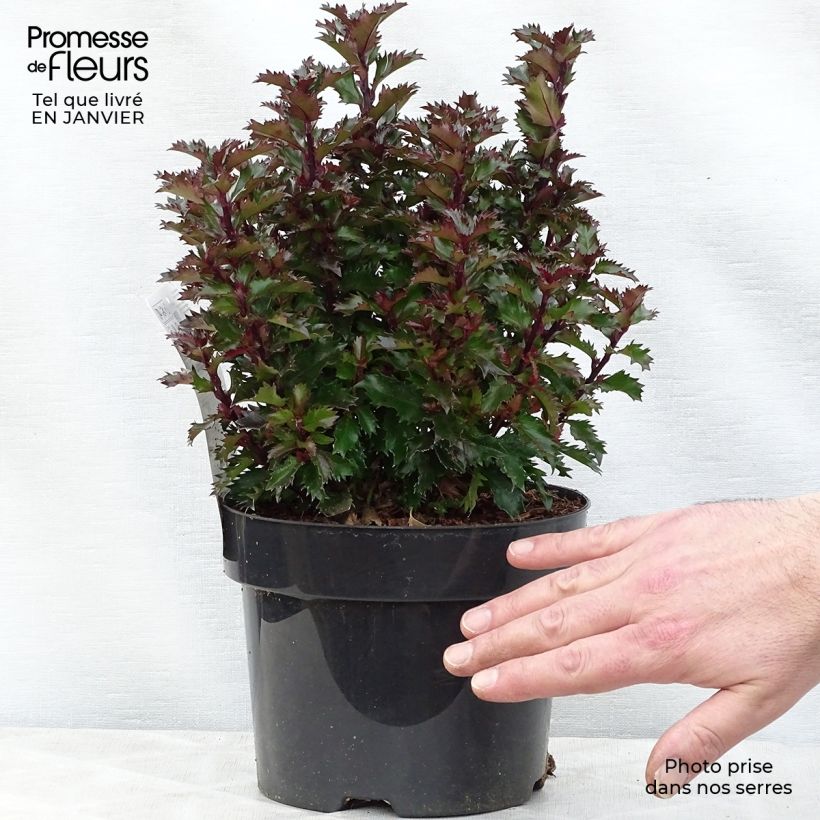 Example of Houx nain - Ilex meserveae Little Rascal  Pot van 3 l/4 l as you get in hiver