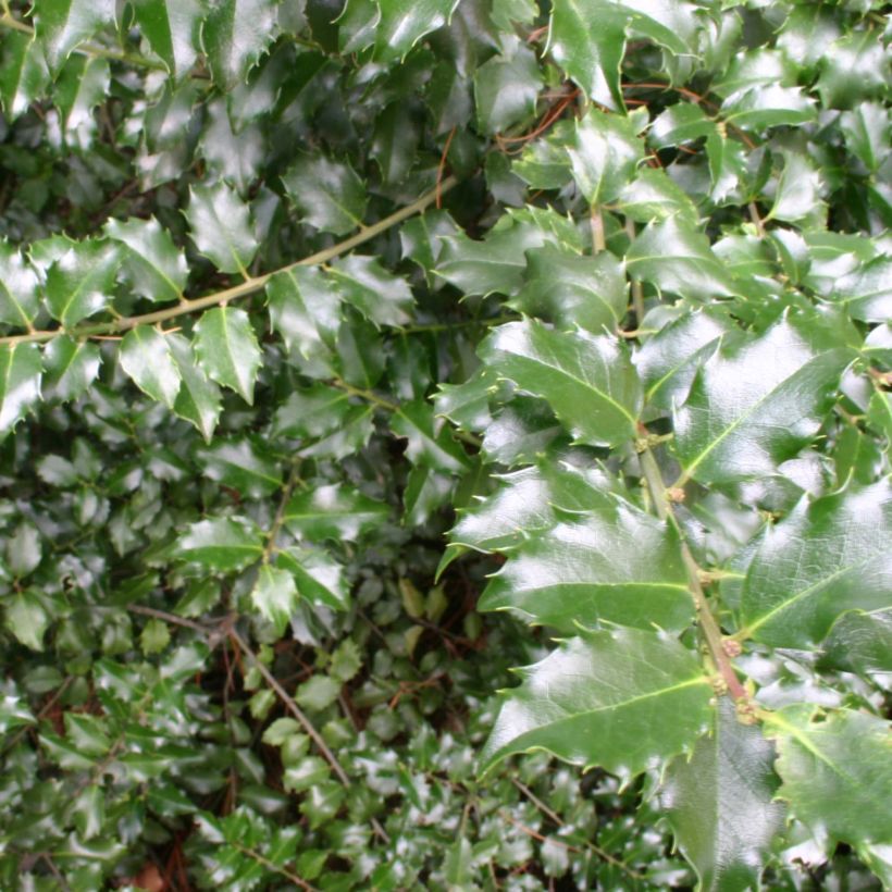 Ilex meserveae Blue Princess - Kastanjebladige hulst (Foliage)