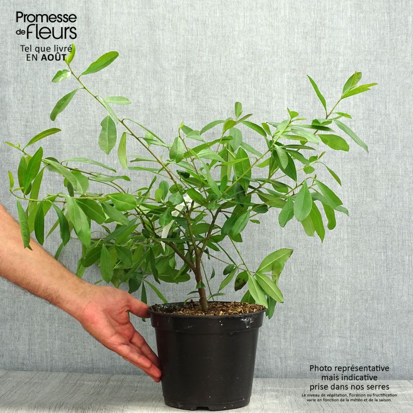 Exemplaar van Ilex paraguariensis - Matéboom Pot van 3 l/4 l zoals geleverd in de zomer