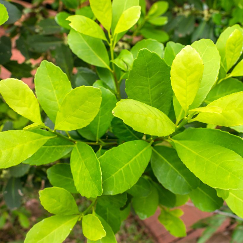 Ilex paraguariensis - Matéboom (Foliage)