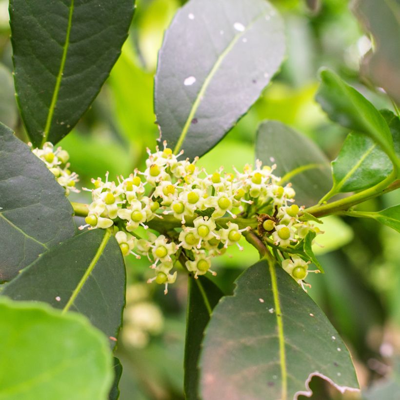 Ilex paraguariensis - Matéboom (Flowering)