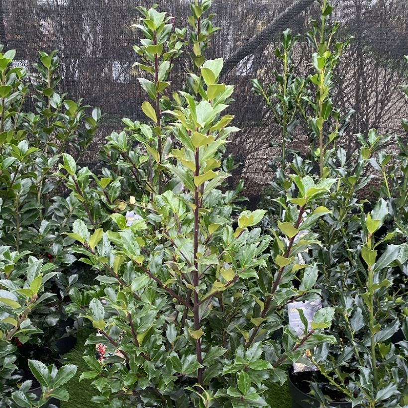 Ilex meserveae Mesid - Kastanjebladige hulst (Plant habit)