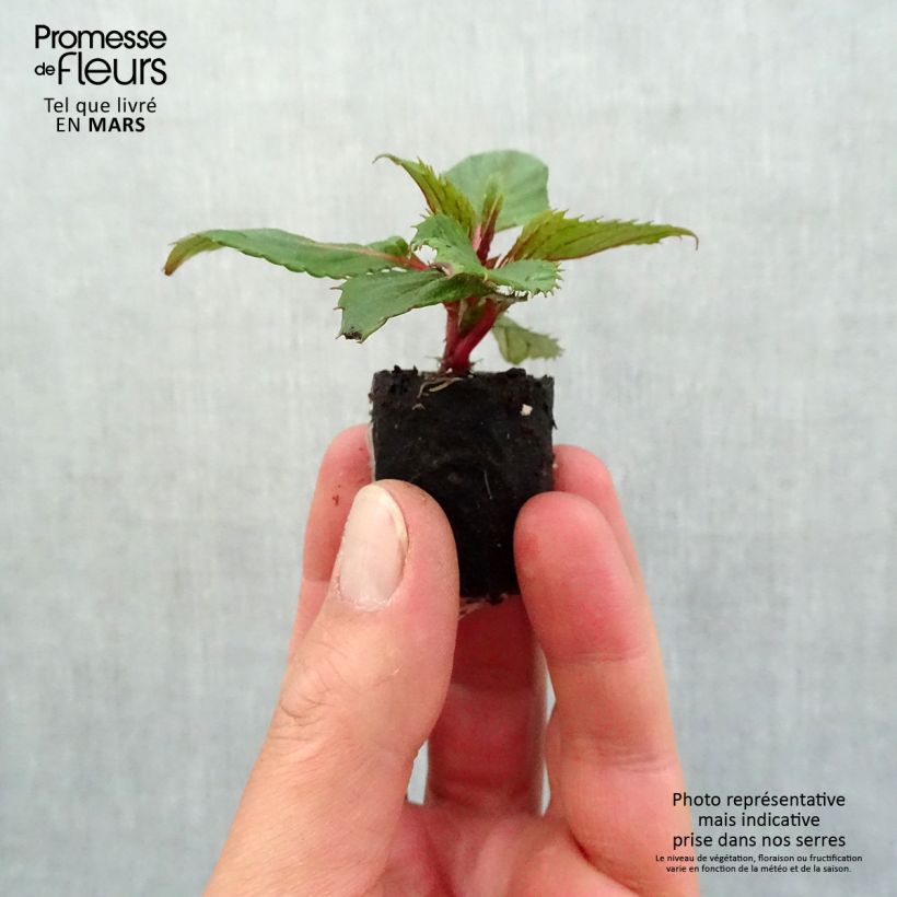 Example of Impatiens SunPatiens Compact Hot Coral Mini-mot Ø 3/4 cm as you get in printemps