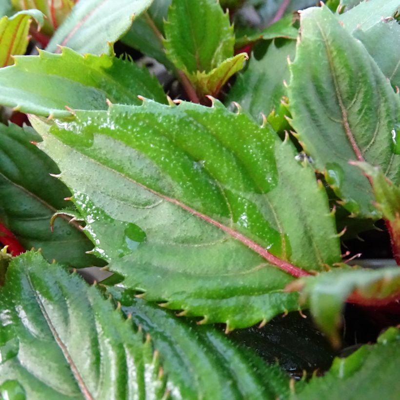 Impatiens hawkeri SunPatiens Compact Hot Coral - Vlijtig liesje (Foliage)