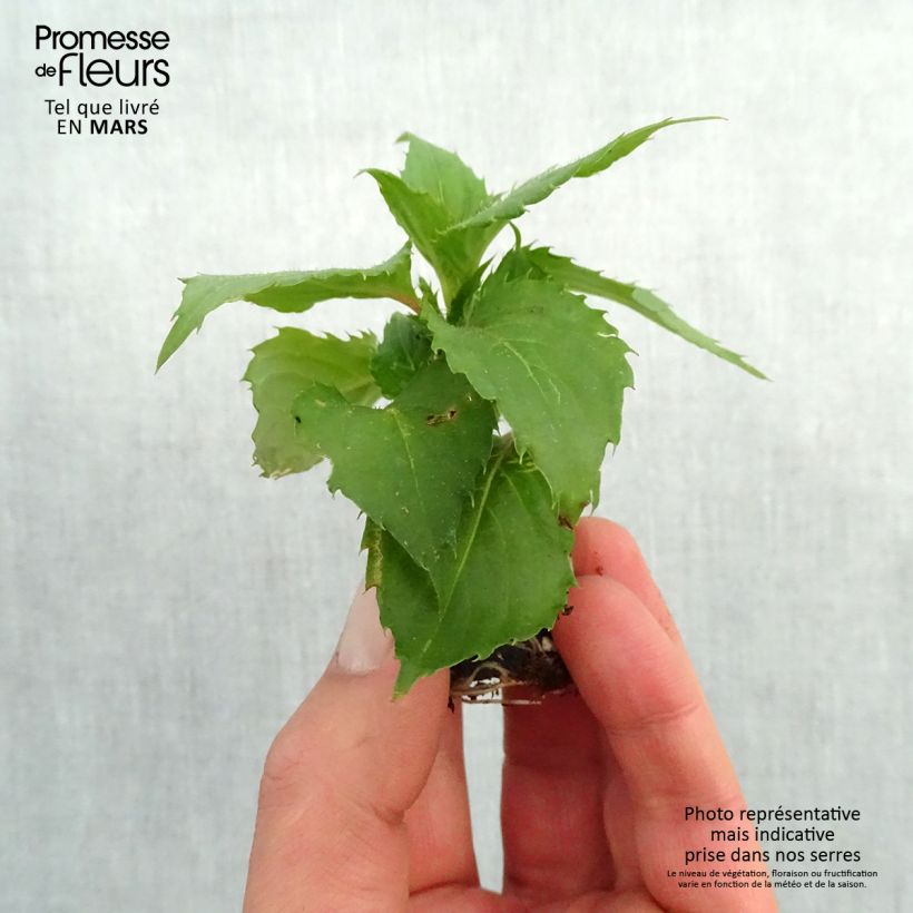 Example of Impatiens SunPatiens Compact Hot Lilac Mini-mot Ø 3/4 cm as you get in printemps