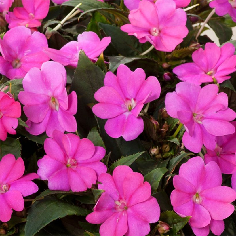 Impatiens hawkeri SunPatiens Compact Hot Lilac - Vlijtig liesje (Flowering)