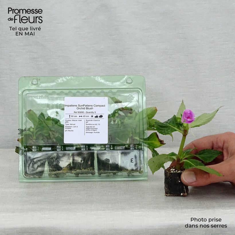 Example of Impatiens SunPatiens Compact Orchid Blush Mini-mot Ø 3/4 cm as you get in printemps
