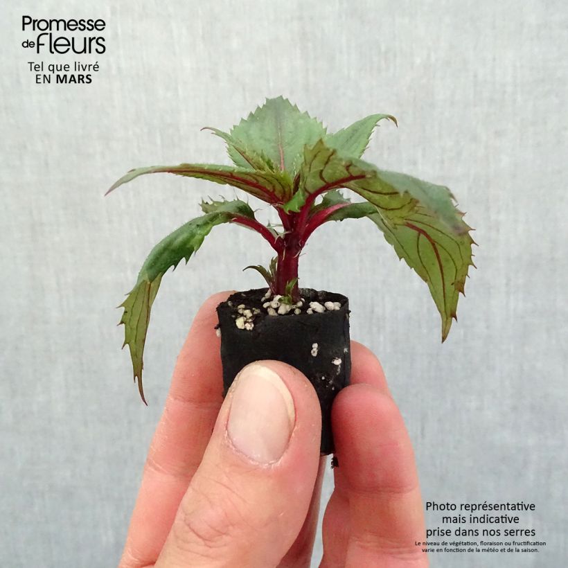 Example of Impatiens SunPatiens Compact Purple Mini-mot Ø 3/4 cm as you get in printemps