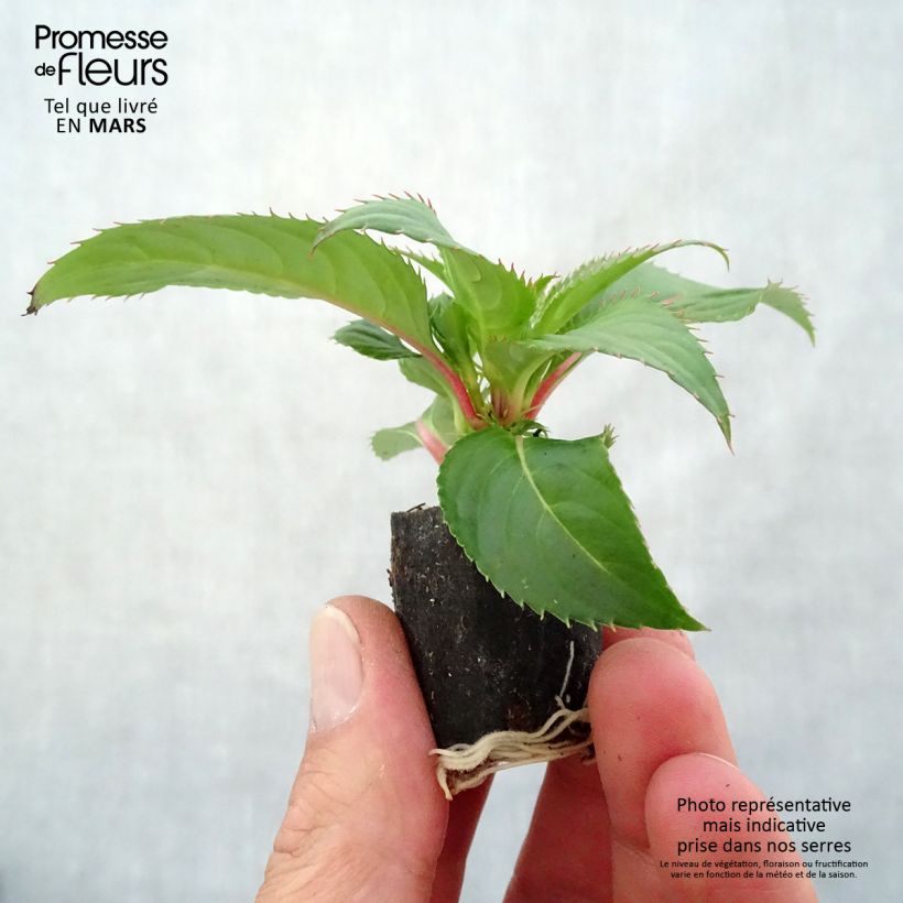 Example of Impatiens SunPatiens Compact Red Mini-mot Ø 3/4 cm as you get in printemps
