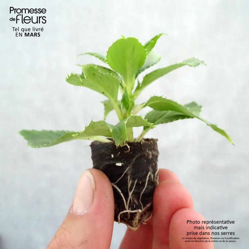 Example of Impatiens SunPatiens Vigorous Clear White Mini-mottes Mini-mot Ø 3/4 cm as you get in printemps