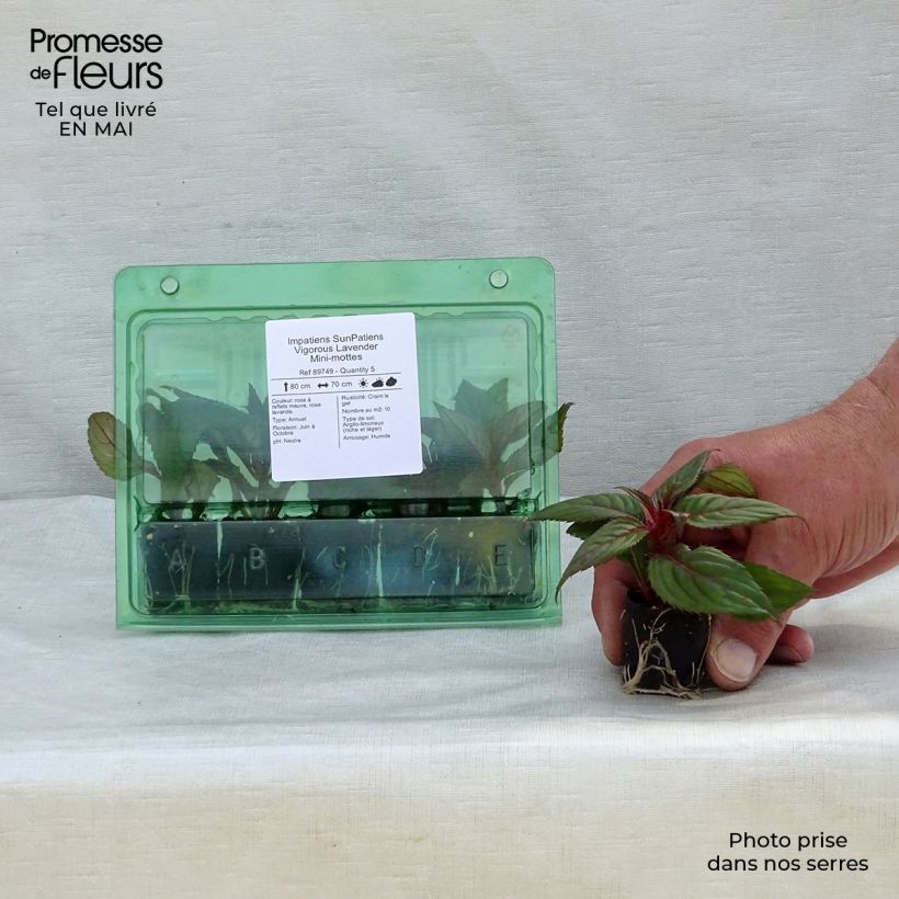 Example of Impatiens SunPatiens Vigorous Lavender Mini-mottes Mini-mot Ø 3/4 cm as you get in printemps