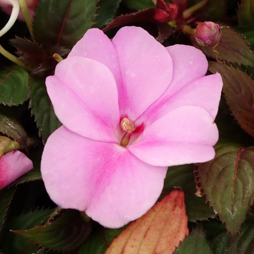 Impatiens hawkeri SunPatiens Vigorous Lavender - Nieuw-Guinea-impatiens (Bloei)