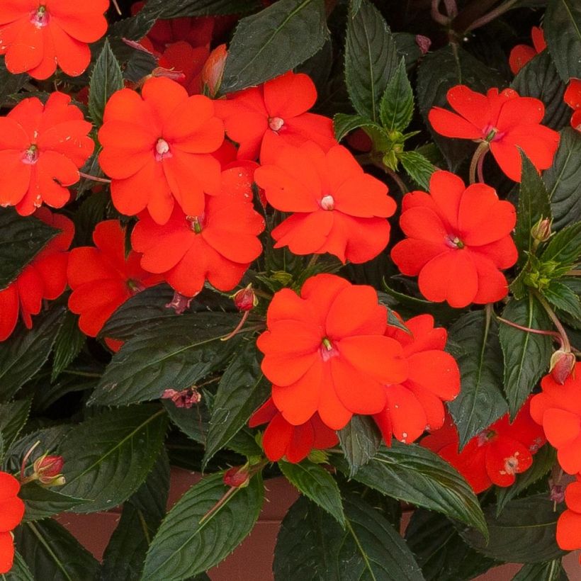 Impatiens hawkeri SunPatiens Vigorous Orange - Nieuw-Guinea-impatiens (Bloei)