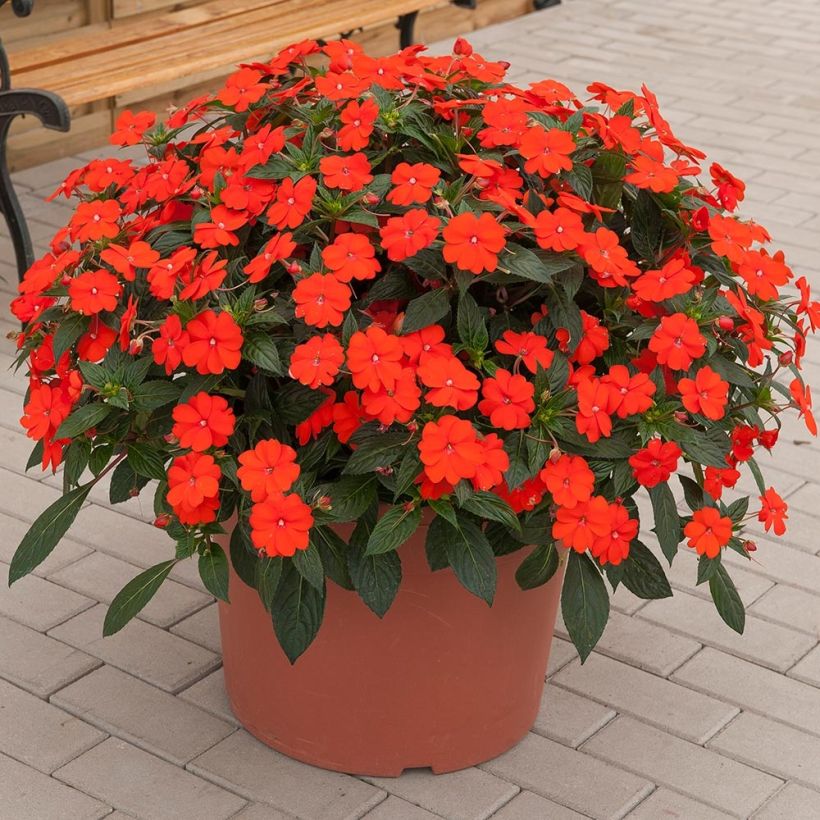 Impatiens hawkeri SunPatiens Vigorous Orange - Nieuw-Guinea-impatiens (Groeiplaats)