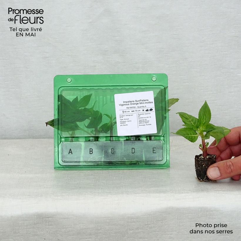 Exemplaar van Impatiens hawkeri SunPatiens Vigorous Orange - Nieuw-Guinea-impatiens Mini-mot Ø 3/4 cm zoals geleverd in de lente