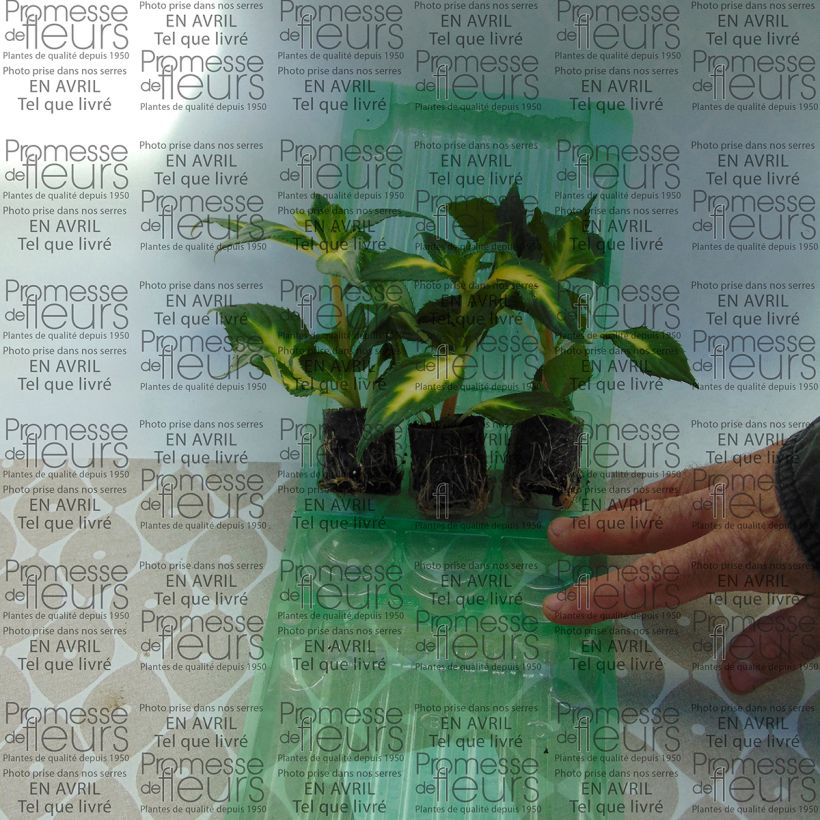 Voorbeeld van een exemplaar van Impatiens hawkeri SunPatiens Vigorous White Variegated - Vlijtig liesje Mini-mot Ø 3/4 cm zoals geleverd