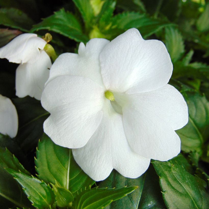 Impatiens hawkeri SunPatiens Compact Wit - Vlijtig liesje (Flowering)