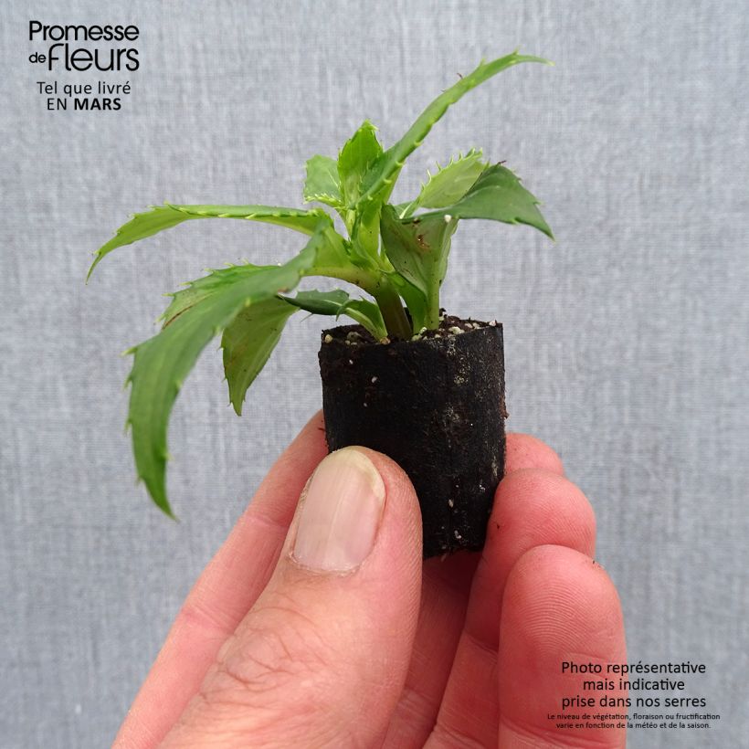 Example of Impatiens SunPatiens compact Blanc Mini-mot Ø 3/4 cm as you get in printemps