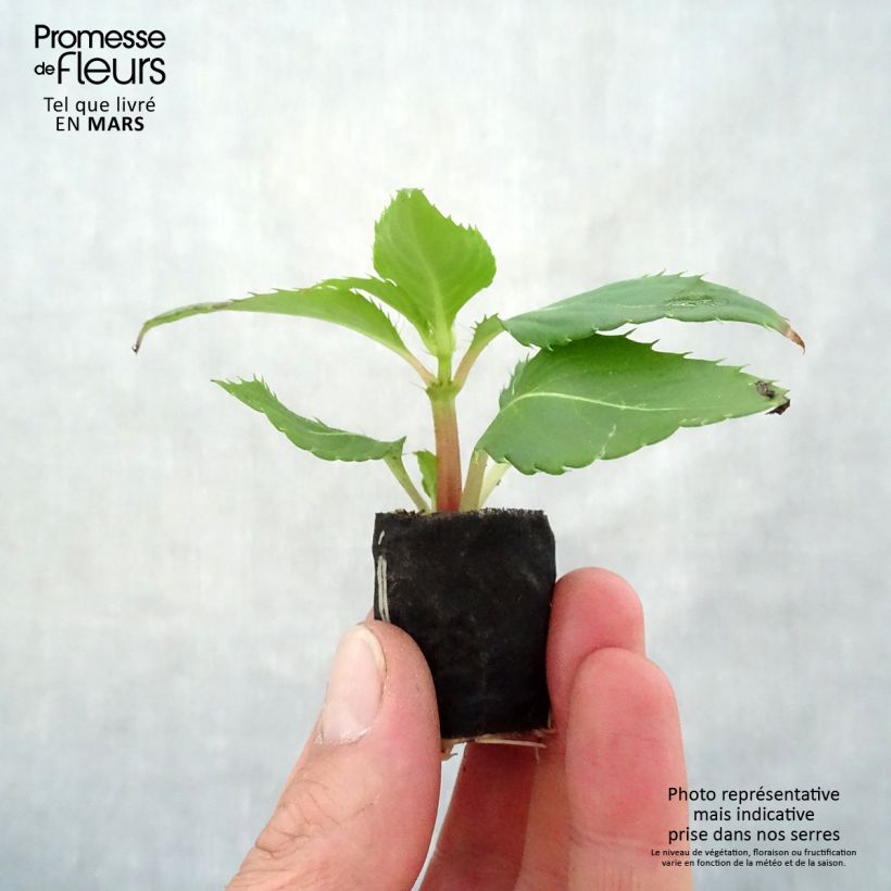 Example of Impatiens Sunpatiens Compact Electric Orange Mini-mot Ø 3/4 cm as you get in printemps