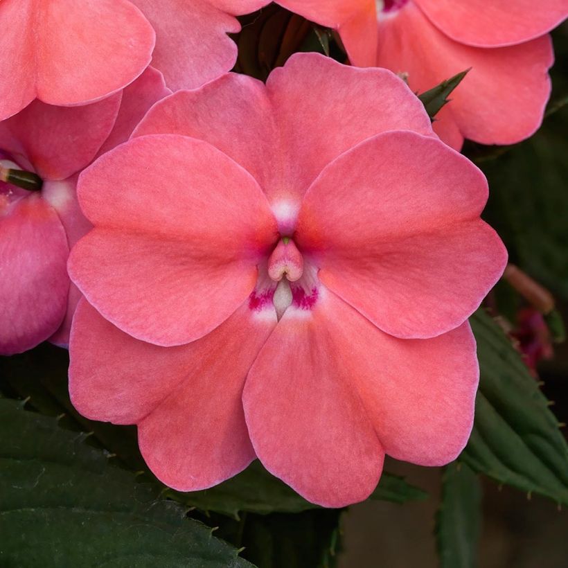 Impatiens hawkeri SunPatiens Vigorous Pink Pearl - Nieuw-Guinea-impatiens (Flowering)