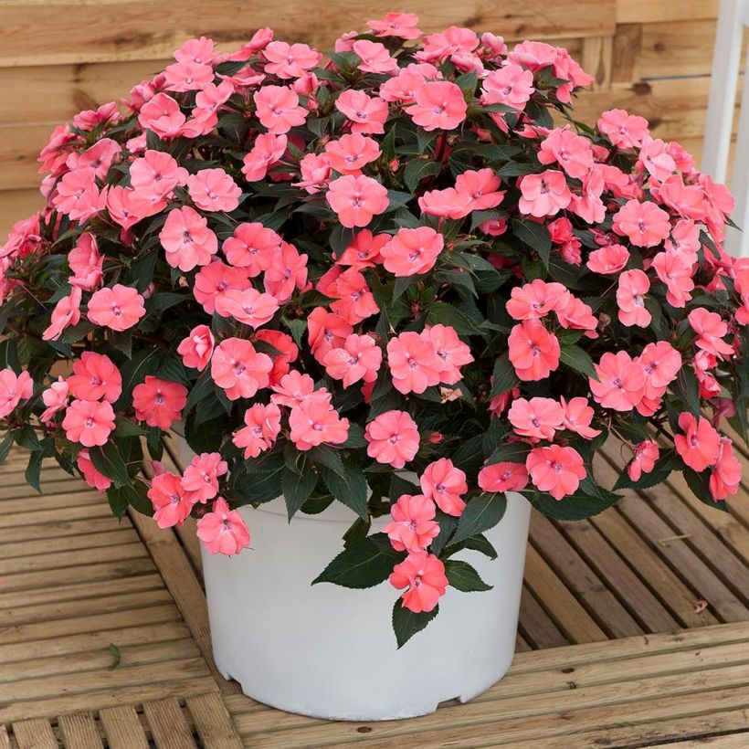 Impatiens hawkeri SunPatiens Vigorous Pink Pearl - Nieuw-Guinea-impatiens (Plant habit)