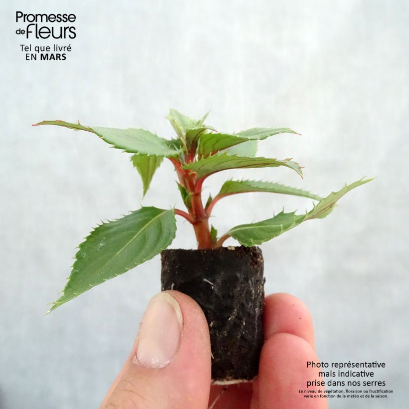 Example of Impatiens Sunpatiens Vigorous Pink Pearl Mini-mottes Mini-mot Ø 3/4 cm as you get in printemps