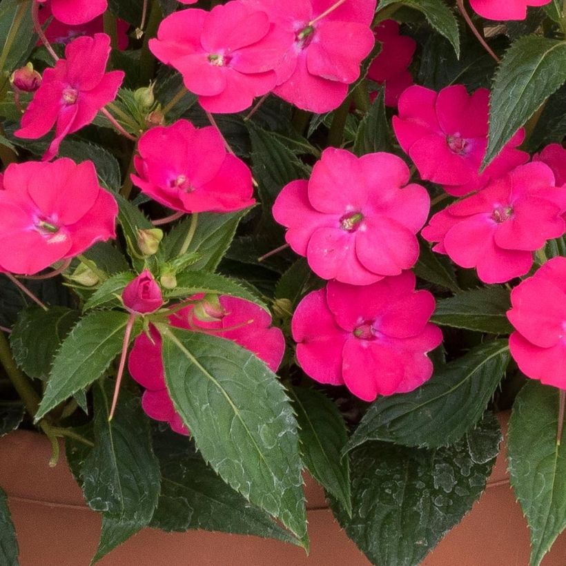 Impatiens hawkeri SunPatiens Vigorous Rose Pink - Nieuw-Guinea-impatiens (Foliage)