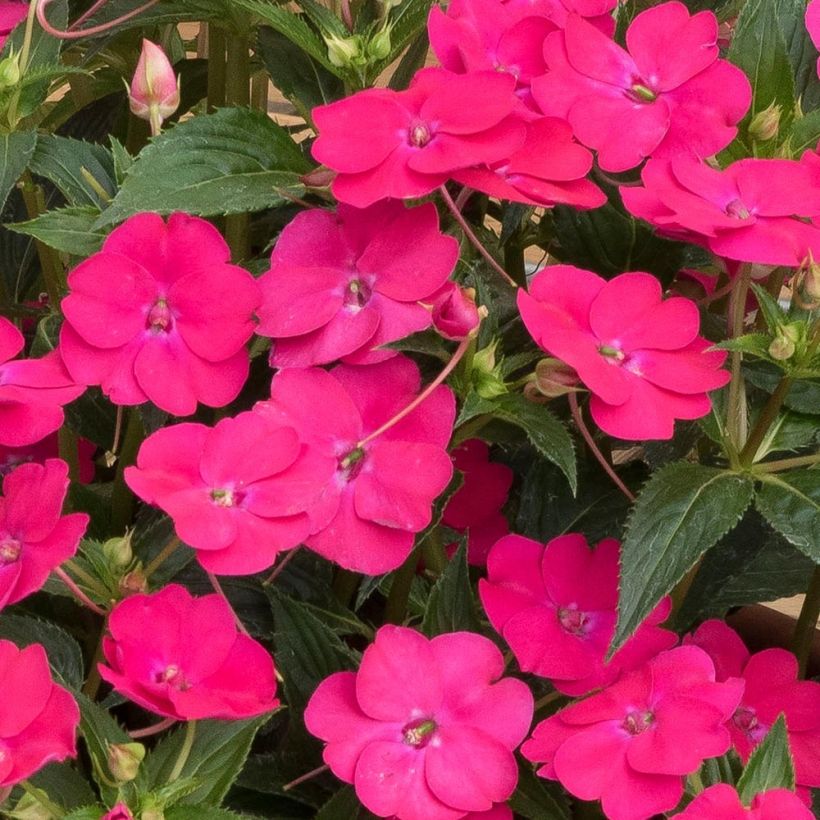 Impatiens hawkeri SunPatiens Vigorous Rose Pink - Nieuw-Guinea-impatiens (Flowering)