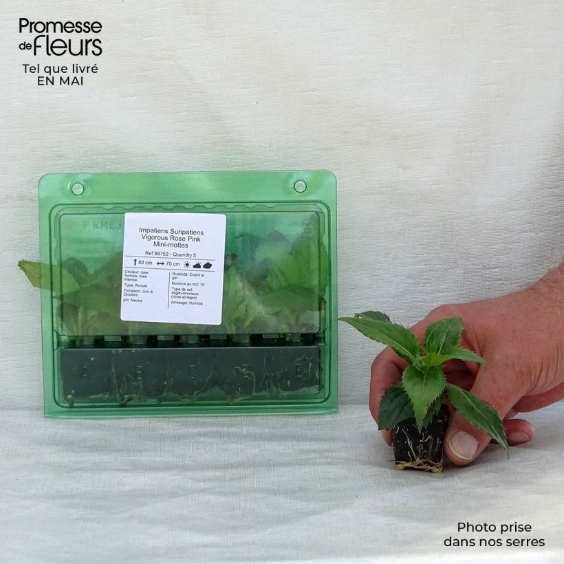 Example of Impatiens Sunpatiens Vigorous Rose Pink Mini-mottes Mini-mot Ø 3/4 cm as you get in printemps