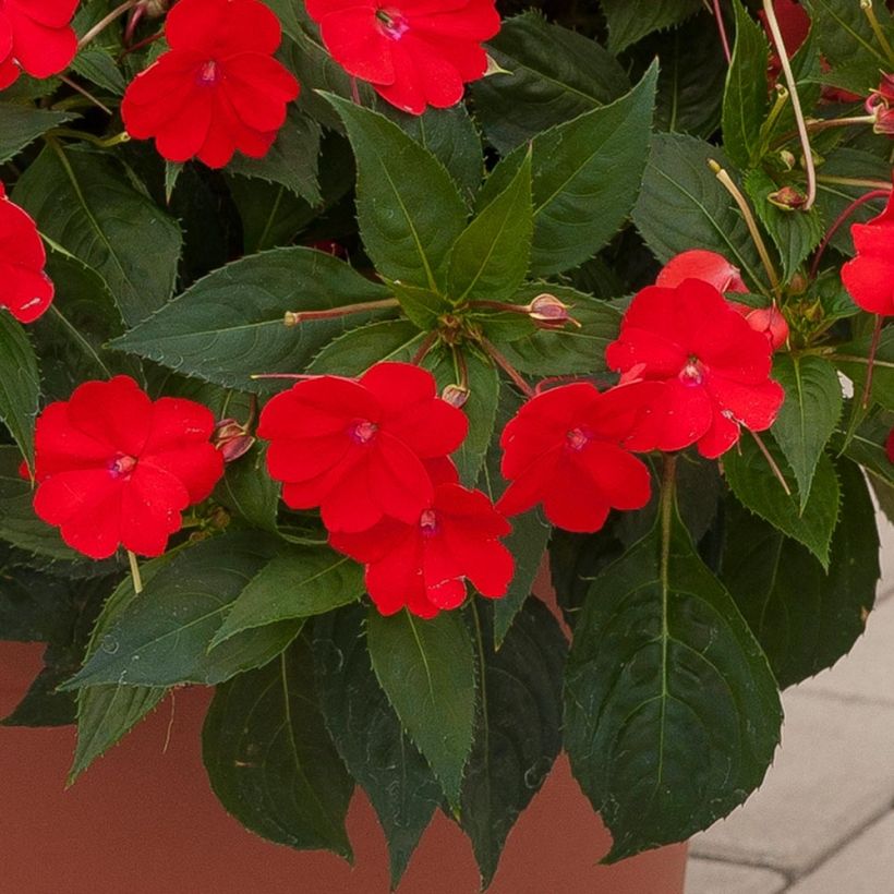 Impatiens hawkeri SunPatiens Vigorous Scarlet - Nieuw-Guinea-impatiens (Foliage)