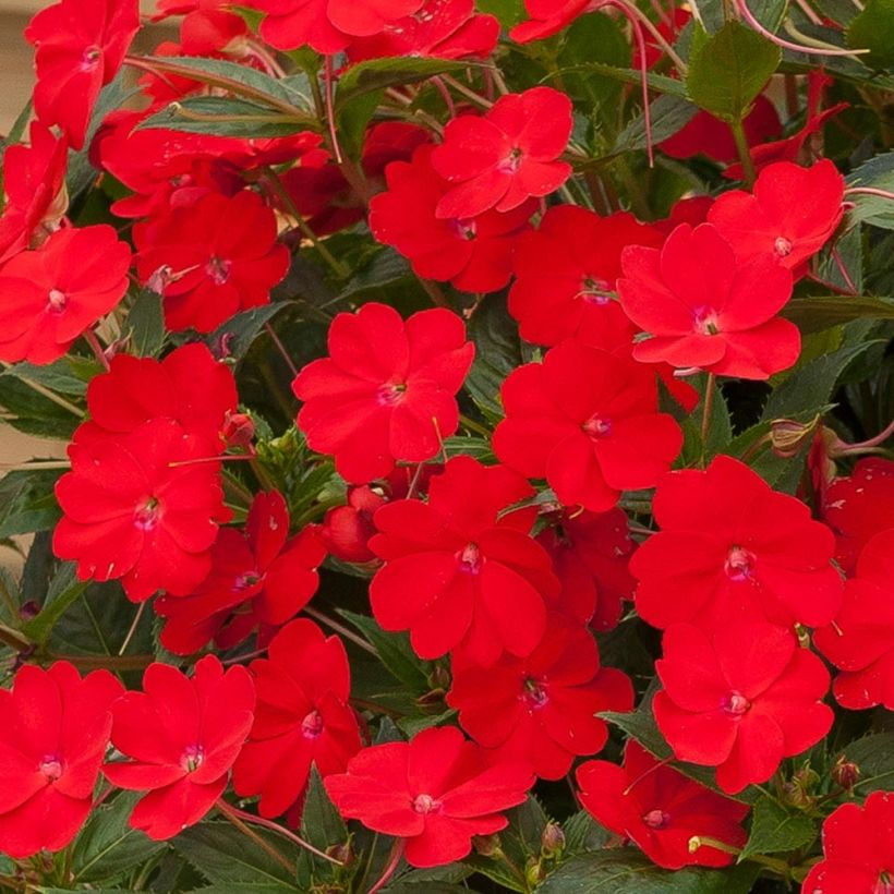 Impatiens hawkeri SunPatiens Vigorous Scarlet - Nieuw-Guinea-impatiens (Flowering)
