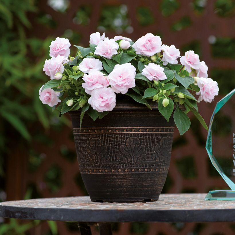 Impatiens walleriana dubbel Glimmer Appleblossom (Groeiplaats)