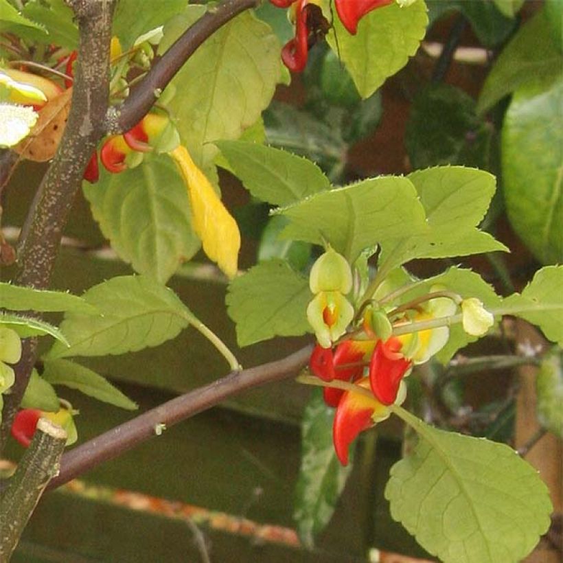 Impatiens niamniamensis Rood en Geel - Congobalsemien (Blad)