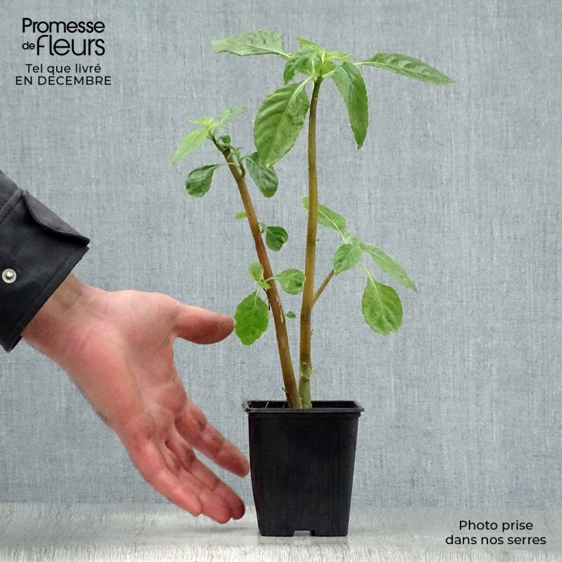 Exemplaar van Impatiens niamniamensis Rood en Geel - Congobalsemien Kweekpotje van 7/8 cm zoals geleverd in de winter