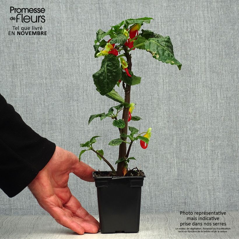 Exemplaar van Impatiens niamniamensis Rood en Geel - Congobalsemien Kweekpotje van 7/8 cm zoals geleverd in de herfst