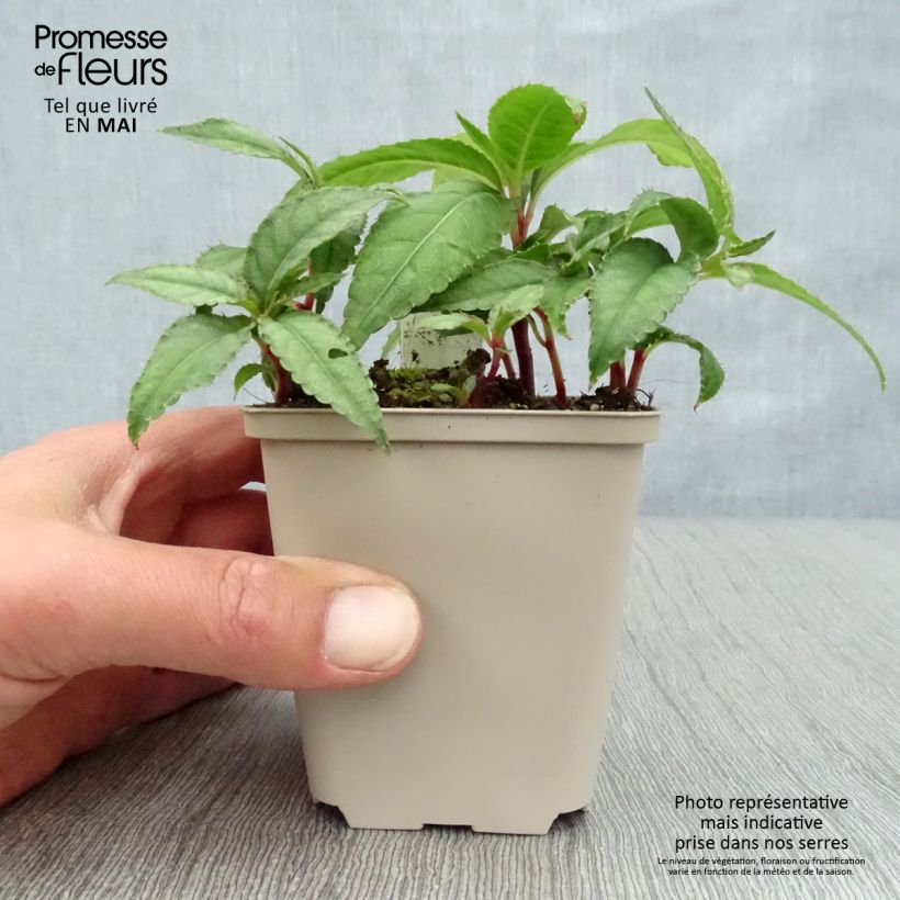 Exemplaar van Impatiens omeiana Ice Storm - Vast vlijtig liesje Kweekpotje van 8/9 cm zoals geleverd in de lente