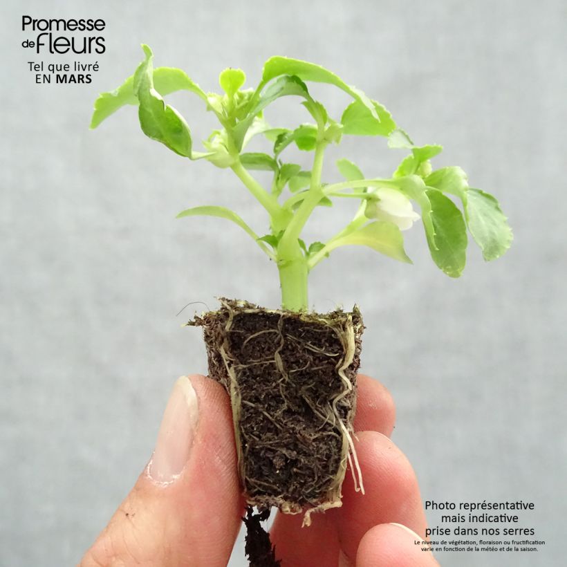 Example of Impatiens walleriana Beacon Mix - Vlijtig liesje Kluitplant: kluit 3,8 cm x 3,2 cm in een tray voor 16 planten as you get in printemps