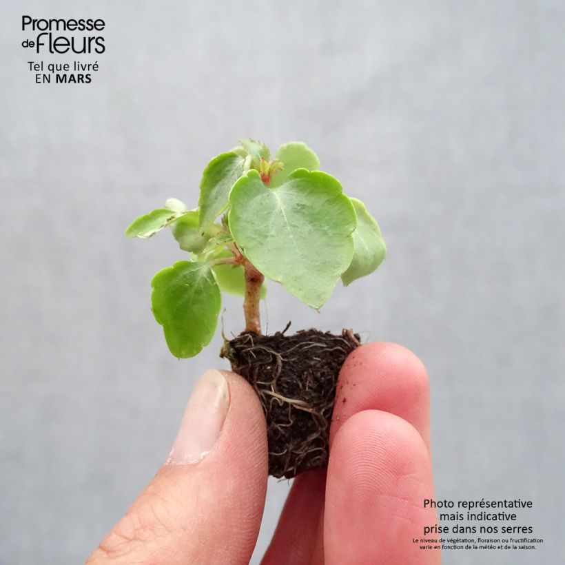 Example of Impatiens walleriana Beacon Mix - Vlijtig liesje Mini-mot Ø 1,5/2,5 cm as you get in printemps