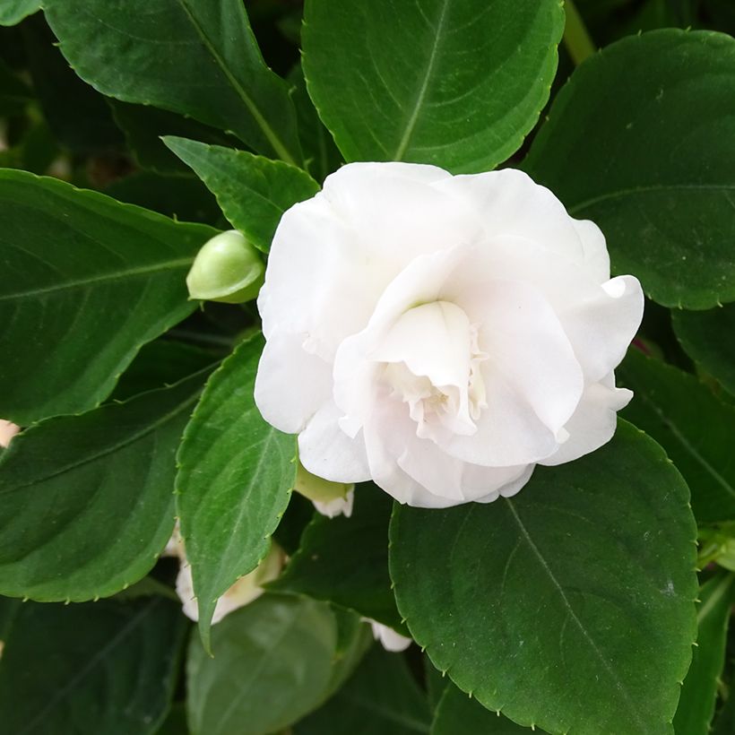 Impatiens walleriana Wit (zaad) - Vlijtig liesje dubbelbloemig (Bloei)