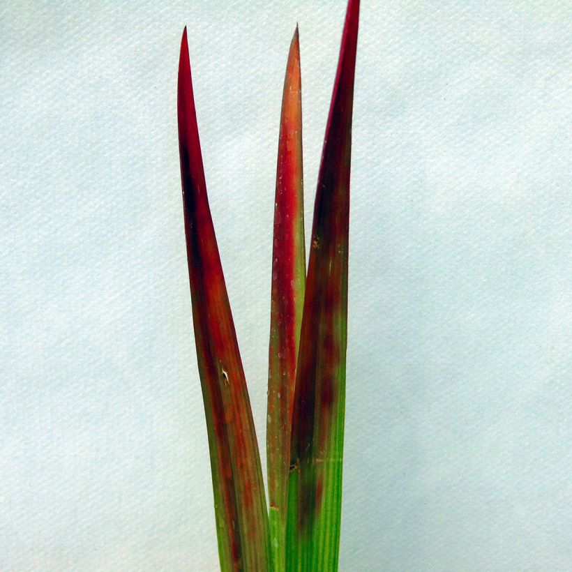 Imperata cylindrica Red Baron - Japans bloedgras (Foliage)
