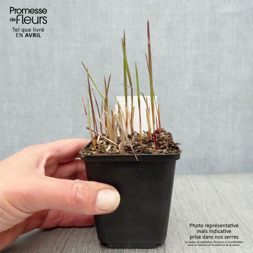 Exemplaar van Imperata cylindrica Red Baron - Japans bloedgras Kweekpotje van 8/9 cm zoals geleverd in de lente