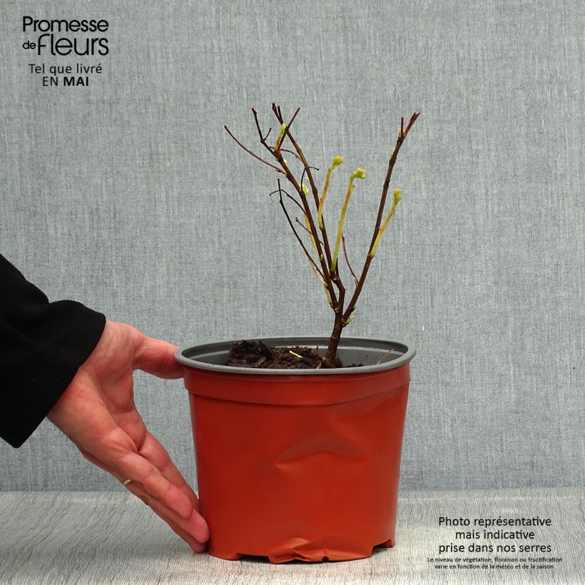 Exemplaar van Indigofera kirilowii - Indigotier de Kirilov Pot van 2 l/3 l zoals geleverd in de lente