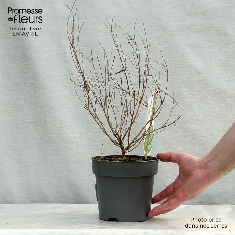 Exemplaar van Indigofera heterantha - Indigostruik Pot van 2 l/3 l zoals geleverd in de lente