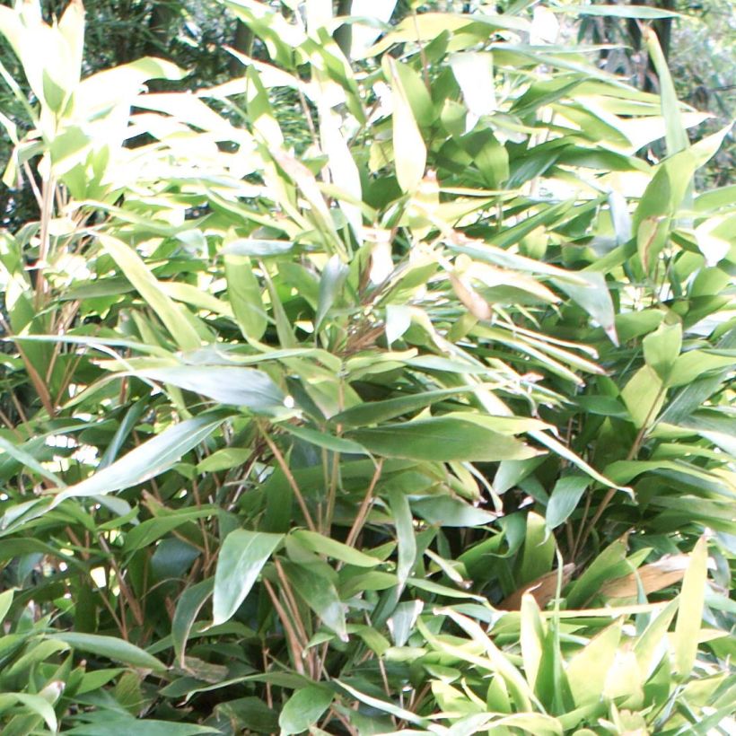 Indocalamus latifolius - Bamboe (Foliage)