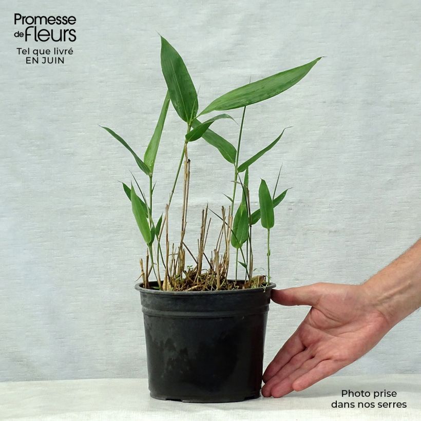 Exemplaar van Indocalamus latifolius - Bamboe Pot van 2 l/3 l zoals geleverd in de zomer