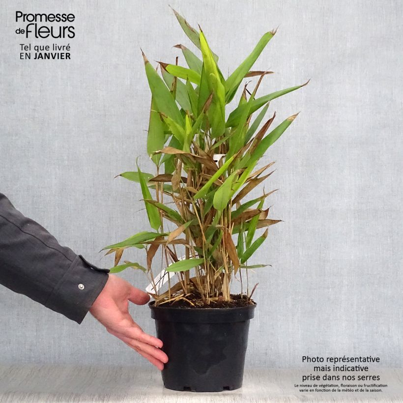 Example of Indocalamus latifolius - Bambou nain Pot van 2 l/3 l as you get in hiver